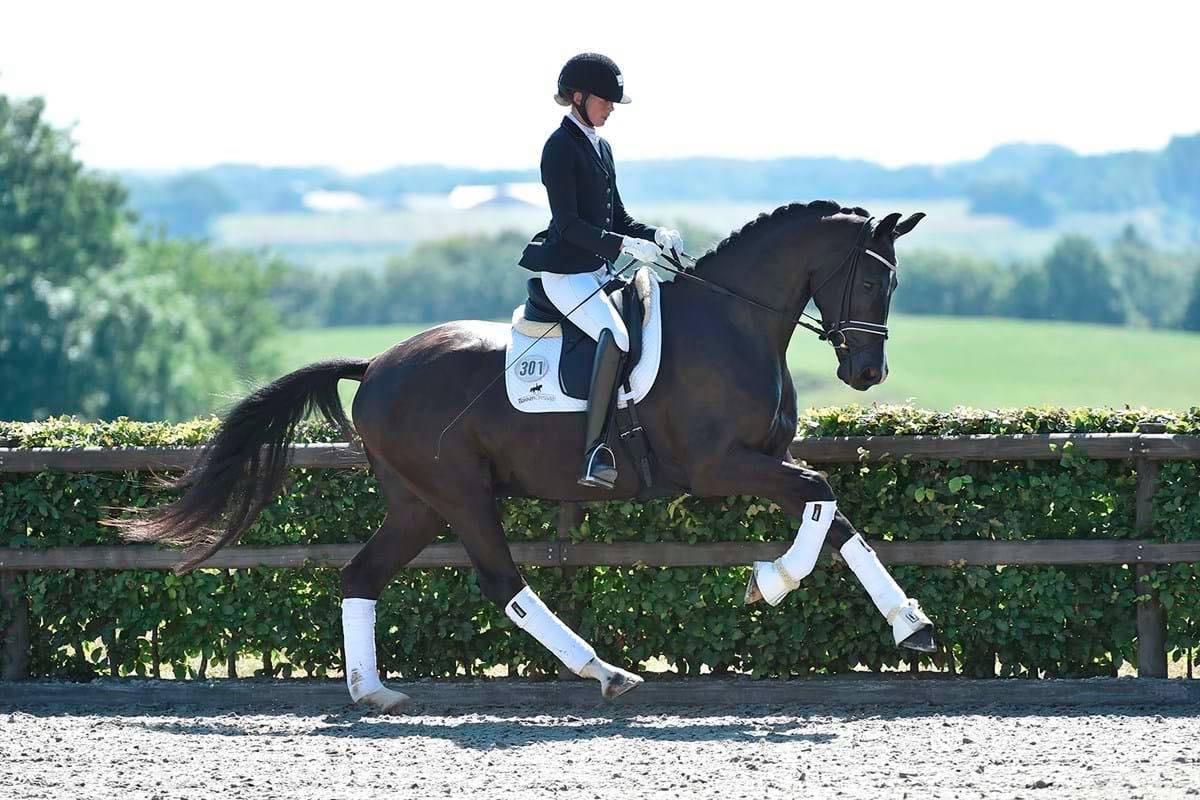 Bakken Dressage I/S logo