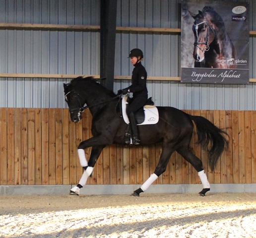 Ballack Galop