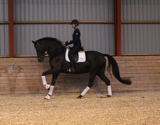 Zamba Galop