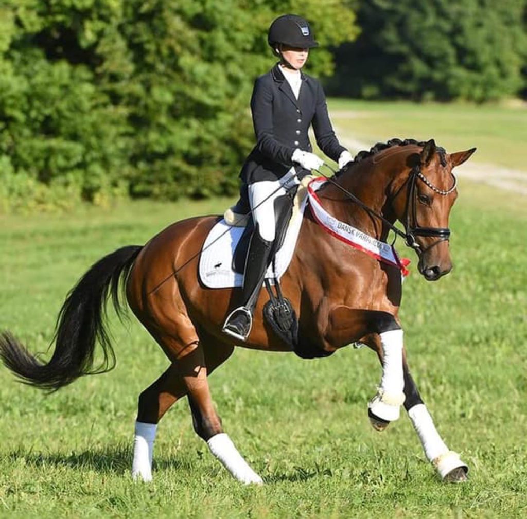 Årets Hoppe I Dansk Varmblod Er Valiri B 1024x1009