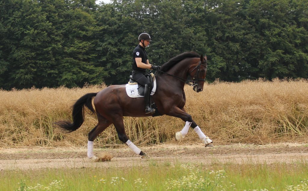 Spencer Galop Opadbakke Med Raps1 1024x635