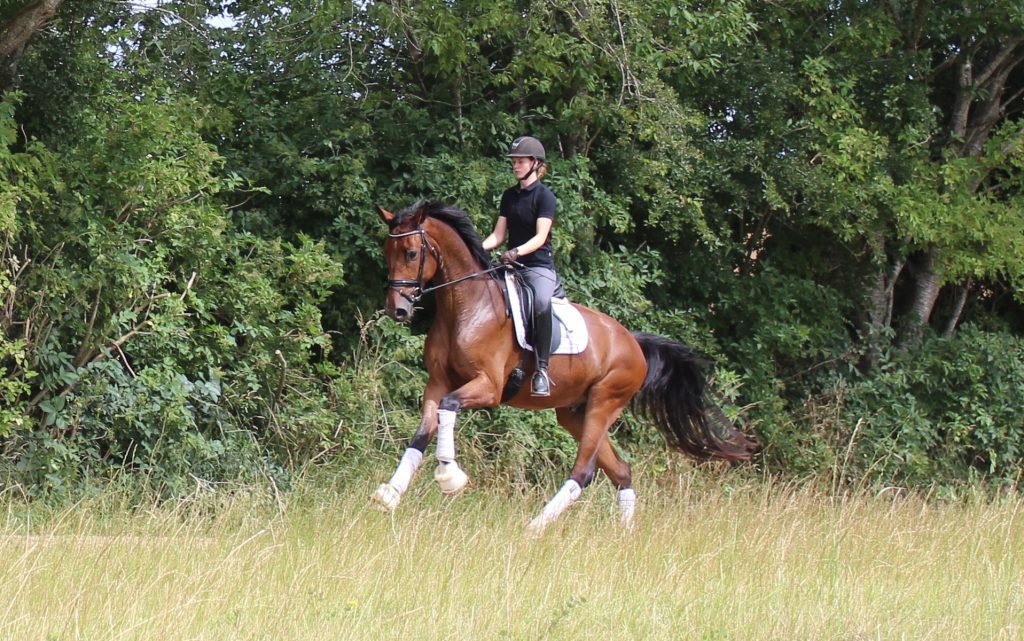 Freeman Galop Natur 1024x641