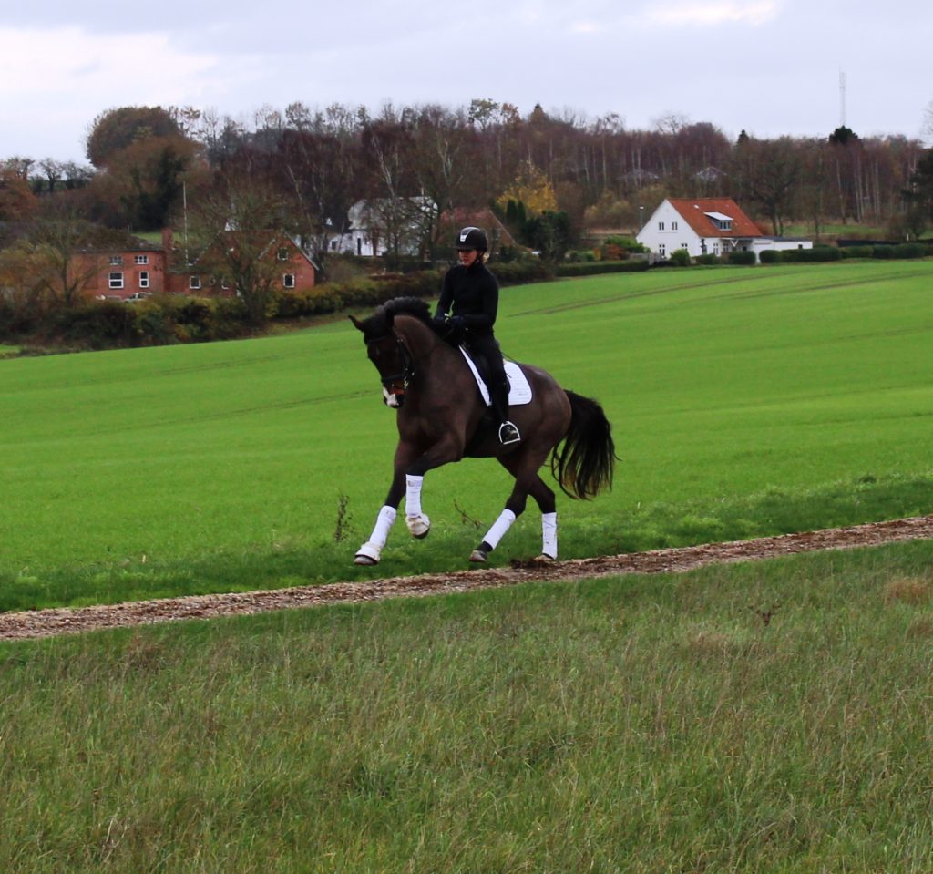 Spike Galop Udenfor 1024x959