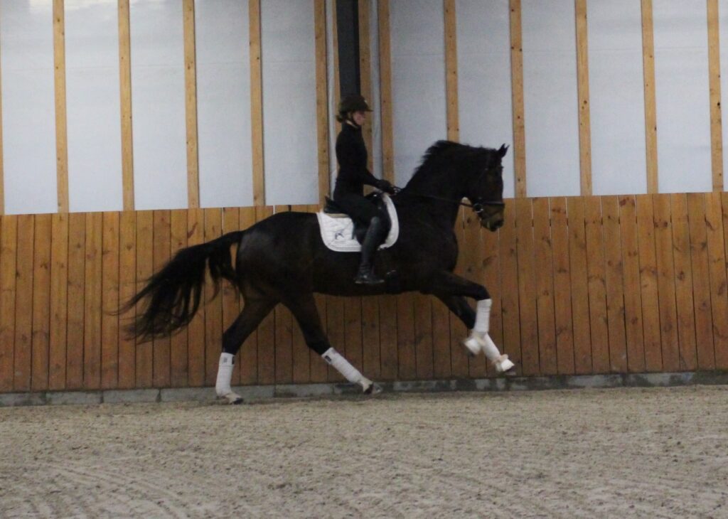 Fadel Galop Go 1024x730
