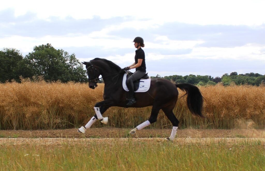 Evelin Galop Natur Rg 1024x662