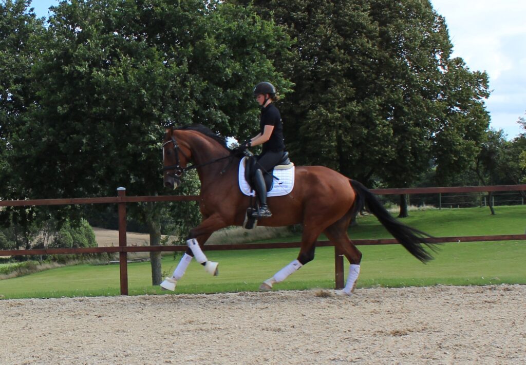 Cest La Vie Galop Klasse 1024x711