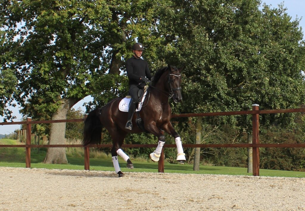 Minelli Galop Forfra Rg 1024x708
