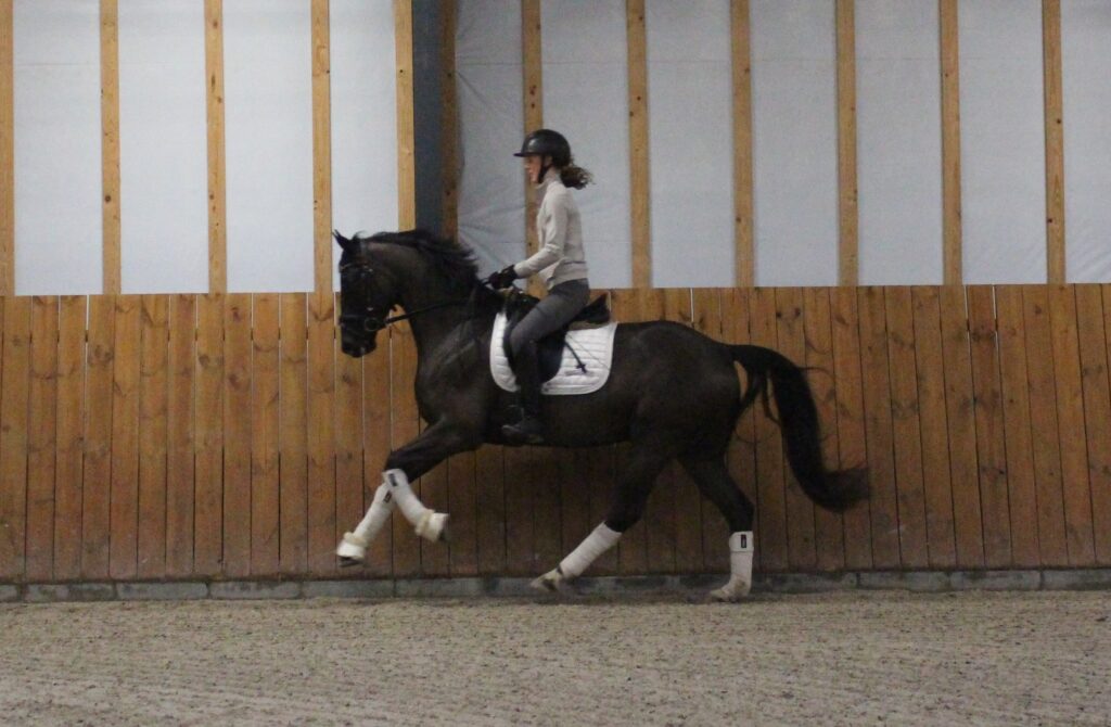 Gizmo Galop Go 1024x670