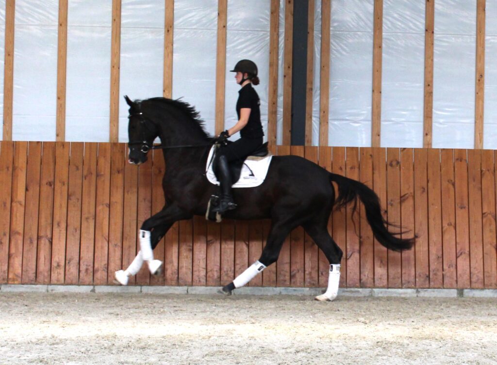 Aura Galop Rrg 1024x753
