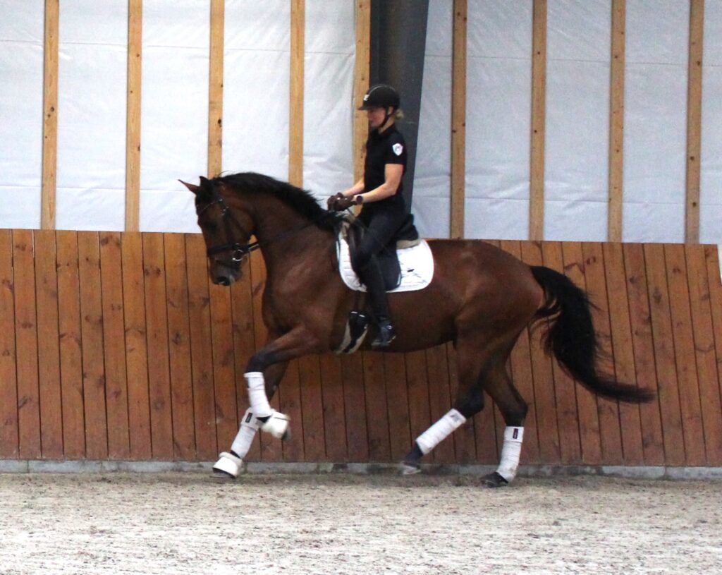 Viana Galop1 Rg 1024x815
